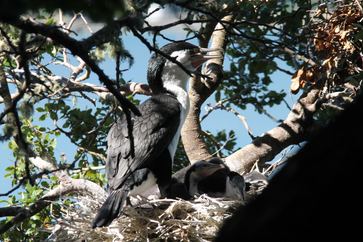 Pied Shag (Phalacrocorax varius)